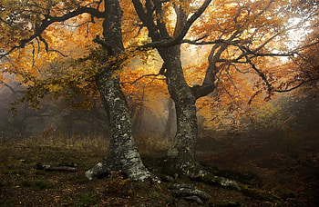 Forests, trees, nature, woods HD wallpaper