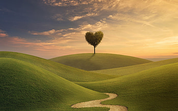:), valentine, day, green, card, heart, tree, sunset HD wallpaper