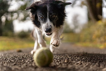 A lively Border Collie in motion chasing a tennis ball on a gravel path, surrounded by nature. HD wallpaper