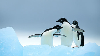 Cute penguins, Kawaii art, Adorable s, Penguin lovers' delight HD wallpaper