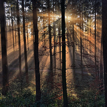 Nature, Trees, Grass, Sun, Beams, Rays HD phone wallpaper