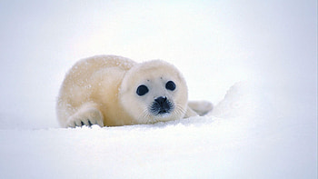 Baby Animal, Cute , Adorable creatures, Precious HD wallpaper
