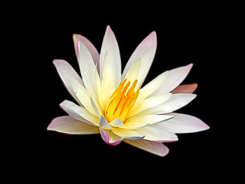 Beautiful Flower, cool, beautiful, , flower HD wallpaper