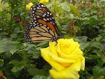 Butterfly, butterflies, roses, animals, yellow HD wallpaper