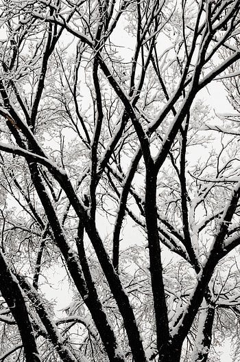 Winter, Nature, Snow, Wood, Tree, Branches, Bw, Chb HD phone wallpaper