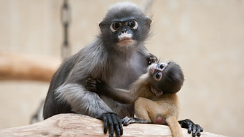 Preview monkey HD wallpaper