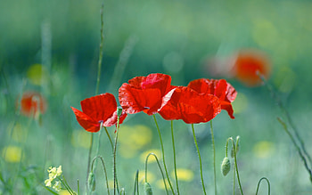 Vibrant red poppy, Nature's beauty, -spirited flower, Poppy blossom HD wallpaper