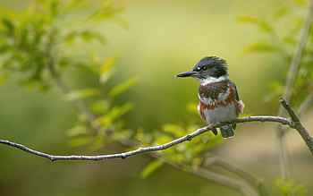 Kingfisher, animal, branch, bird HD wallpaper