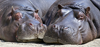 Couple, Hippopotamus HD wallpaper