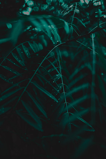 Macro, Leaves, Drops, Plant, Branches HD phone wallpaper