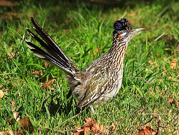 Amazing Bird, cool, amazing, bird HD wallpaper