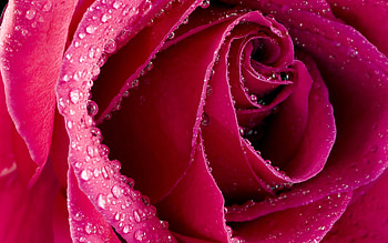 Plants, Flowers, Roses HD wallpaper