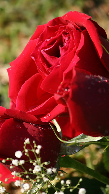 Beautiful Flowers Roses, Red Rose, Garden HD phone wallpaper