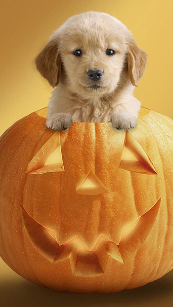 Cute dog halloween HD phone wallpaper