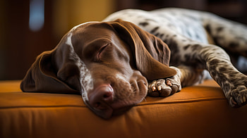 German Shorthaired Pointer Sleeping, sleeping, puppy, Animal, german shorthaired pointer HD wallpaper