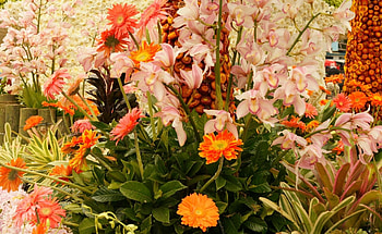 Flowers, Gerberas, Flower Bed, Flowerbed, Composition, Handsomely, It's Beautiful, Orchid HD wallpaper