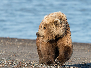 Animals, Shore, Bank, Bear, Shadow, Stroll HD wallpaper