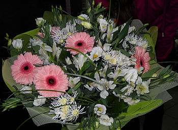 Flowers, Gerberas, Registration, Typography, Beauty, Bouquet HD wallpaper
