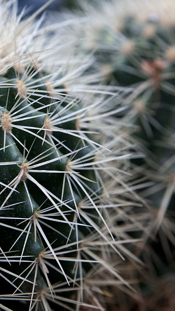 Cactus Close, cactus, plant, nature HD phone wallpaper