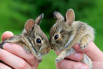 Bunny kisses, sweet, bunnies, kisses, animals, cute HD wallpaper