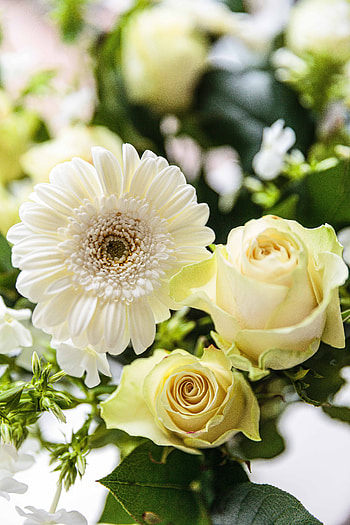 Plants, Flowers, Bloom, Flowering, Bouquet HD phone wallpaper