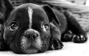 Animals, Dog, Muzzle, Sadness, Sight, Opinion, Bw, Chb, Puppy, Sorrow, Bulldog HD wallpaper