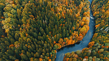 Aerial View of Vibrant Forest and Winding River, aerial, nature, forest HD wallpaper