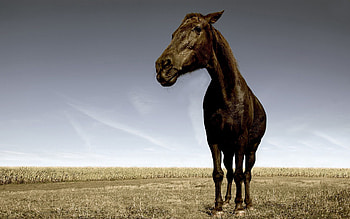 Animals, Grass, Muzzle, Field, Horse HD wallpaper
