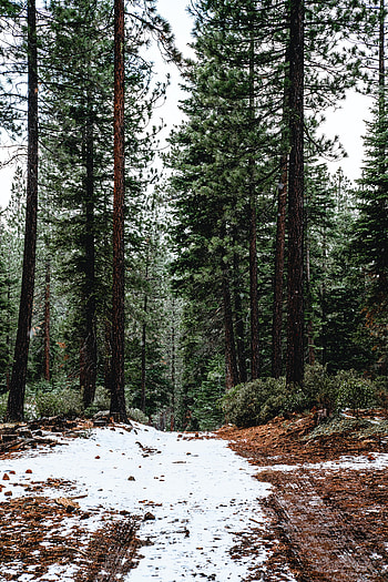 Nature, Trees, Pine, Snow, Forest HD phone wallpaper