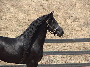 Friesian Silhouette, horses, friesian, friesian stallion, animals, friesland HD wallpaper