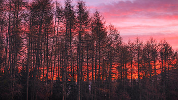 Nature, Trees, Sunset, Sky HD wallpaper