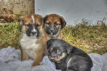 Dogs, dog, sweet, animal, cute, beautiful, puppys, puppy, pretty, animals, lovely HD wallpaper