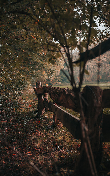 Nature, Trees, Bush, Wood, Wooden, Fence HD phone wallpaper