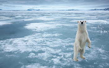 Animals, Ice, Snow, Bear, Animal HD wallpaper
