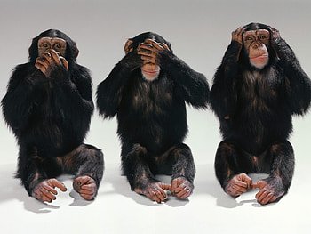 Animals, Monkeys HD wallpaper