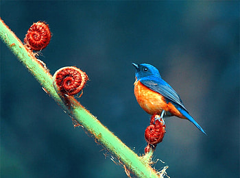 Beautiful Bird, cool, beautiful, bird HD wallpaper
