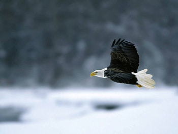Bald Eagle, white head, eagle, bird of prey HD wallpaper