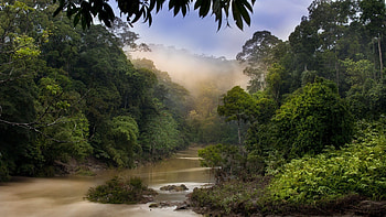 Taman Negara National Park, Malaysia HD wallpaper