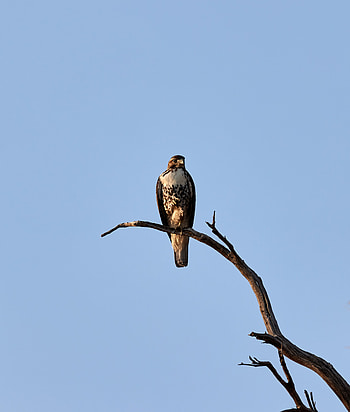 Animals, Sky, Bird, Branch, Predator, Hawk HD phone wallpaper