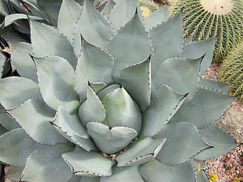 Colorful plants at the garden 26, Fields, graphy, green, garden, cactus HD wallpaper