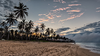 Sunset, beach, palm tree, sky HD wallpaper