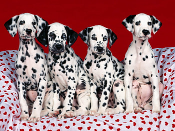 Animals, Dogs, Dalmatians, Puppies, Multitude, Lots Of, Dalmatines HD wallpaper