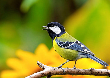 Beautiful Bird, cool, beautiful, bird HD wallpaper