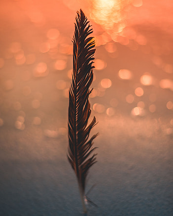 Feather, Glare, Miscellanea, Miscellaneous, Blur, Smooth, Bokeh, Boquet, Pen HD phone wallpaper