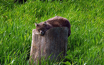 Animals, Grass, Cat, To Lie Down, Lie, Stump, Penek HD wallpaper
