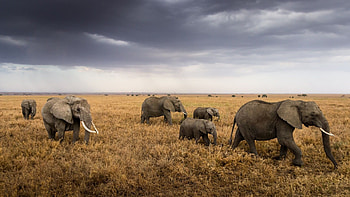 Serengeti National Park, Wildlife graphy, Majestic animals, African safari HD wallpaper