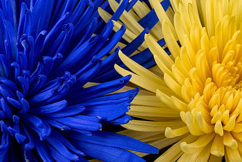Flowers, Petals HD wallpaper