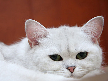Animals, Cat, Muzzle, Sleep, Dream, Charming HD wallpaper