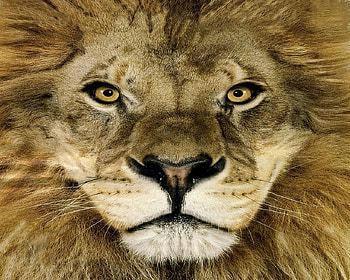 king, animal, cat, wild, lion HD wallpaper
