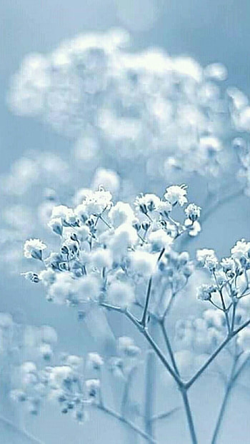 Blue Aesthetic, Blue Colour Flowers HD phone wallpaper